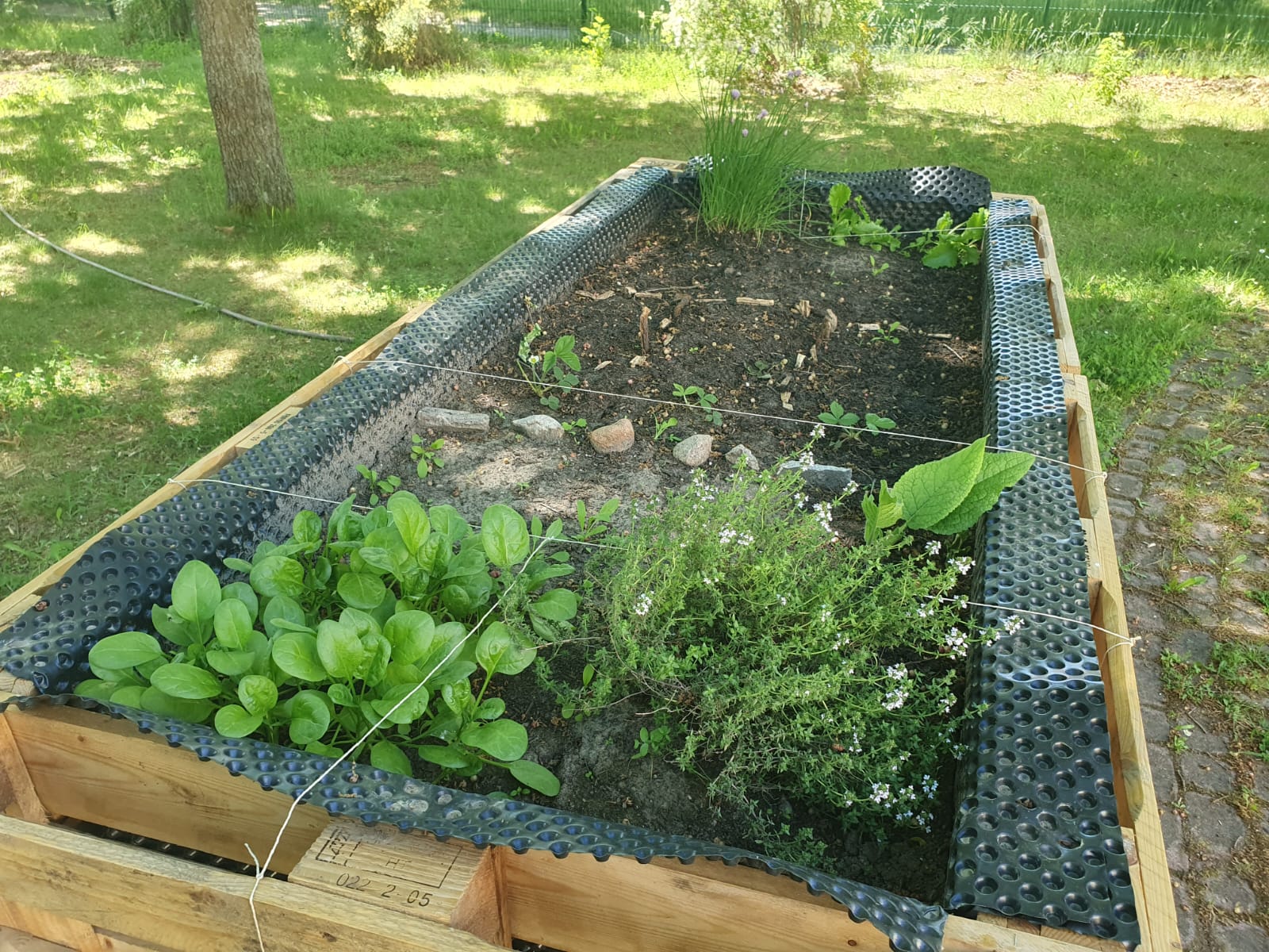 Hochbeet mit grünen Kräutern, Gemüse und Pflanzen.